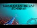 ✅PESCA SUBMARINA🌊 ROBALOS - LUBINAS 🎯entre Las Sombras en GALICIA