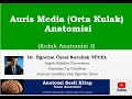 Auris Media  (Orta Kulak)