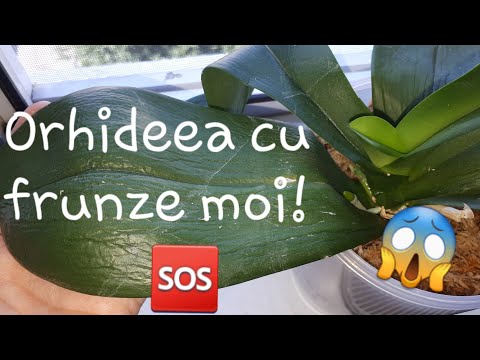 Video: Frunze De Orhidee (31 De Fotografii): Ce Să Faci Dacă Frunzele Se Ofilesc și Apare O Floare Albă Pe Ele? Cum Să Le ștergi Pentru A Le Face Să Strălucească? Cum Se Tratează Frunzele