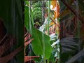 Sobrang Lakas ng Ulan #my#vlog#aploadvideo #buhayprobinsya #probinsyalife #sagingnasaba #shorts