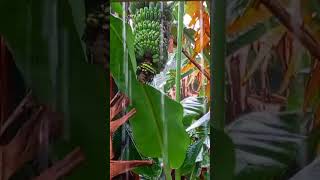 Sobrang Lakas ng Ulan #my#vlog#aploadvideo #buhayprobinsya #probinsyalife #sagingnasaba #shorts