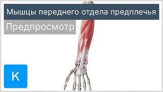 Мышцы переднего отдела предплечья (предпросмотр) - Анатомия человека | Kenhub