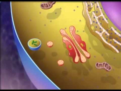 lysosomen