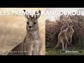 Les vlogs en australie 3  les premiers kangourous