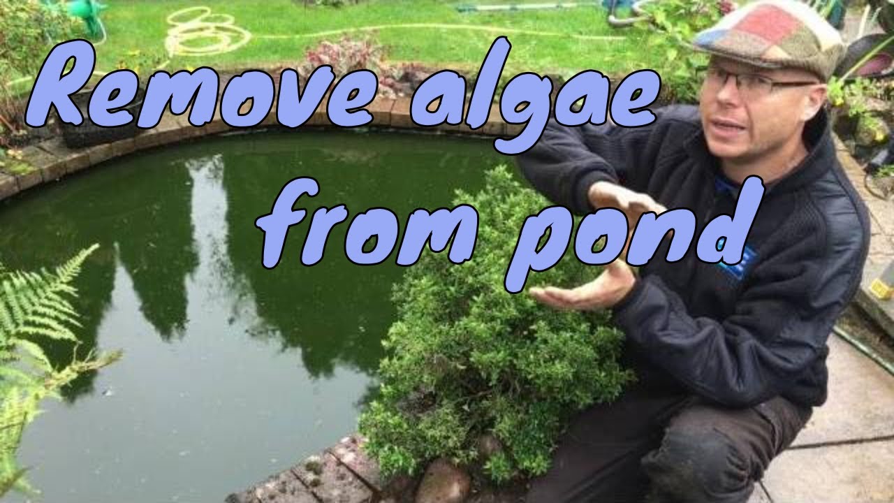 How To Remove Algae From Pond Without Harming Fish Youtube