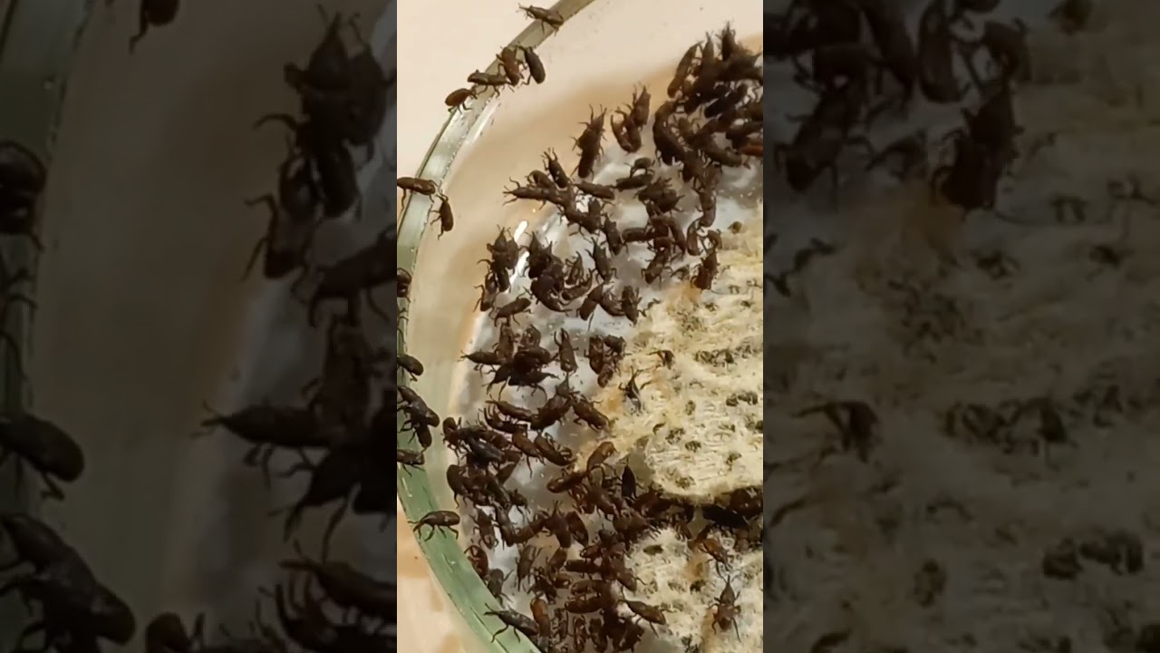 Pests of Grains, Rice Weevils Sitophilus oryzae, Curculionidae. Kyiv, Ukraine. 11.november.2022.