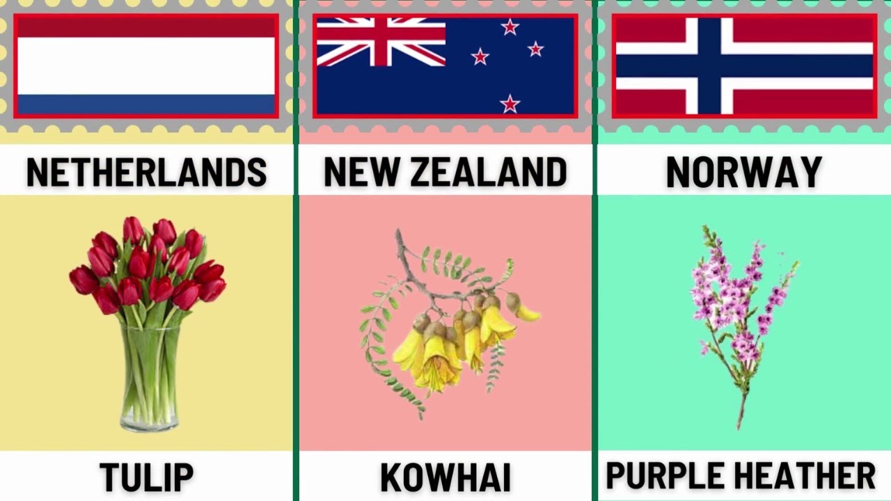 National flowers of different country comparison |@real data|
