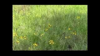 Savanna