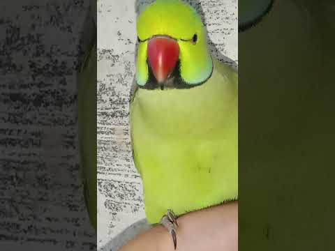 Mithu Kaisa Batha Hai Tu Parrot 
