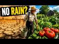 How Amish Farmers Beat Summer Droughts Without Technology
