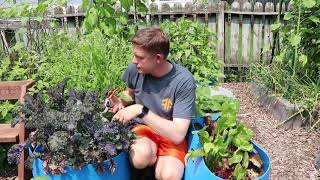 Succession Planting Mid-Summer Tips