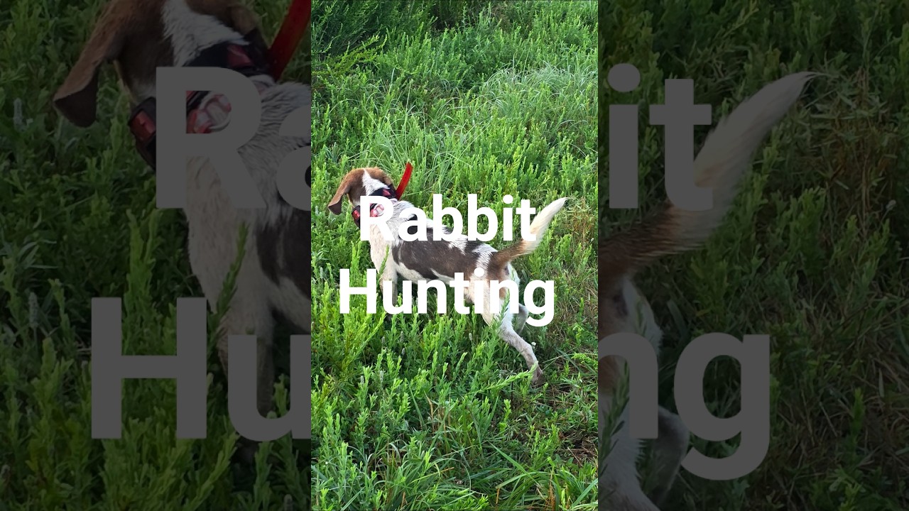 Rabbit Hunting with beagle hounds 