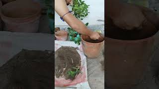 how to plant a lemon tree in soil on 16 inch pot with medicated soil.