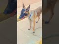 dog video #viral #funny #comedy #trending #viralvideo #pets #shortvideo #shorts #viral #dog