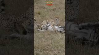 Riding at the Last Breath - Cheetahs vs Zebra #shortsafrica #cheetah #zebra #YouTubeMadeForYou