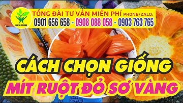 Cách chọn cây mít giống ruột đỏ xơ vàng