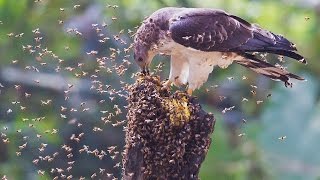 How Oriental Honey Buzzard got his name...