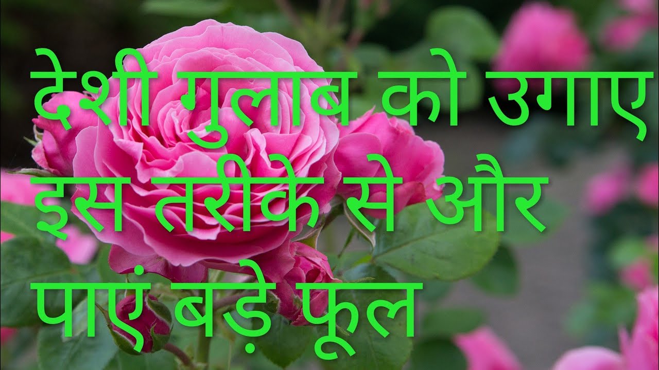 How to grow Desi Rose plants  Best evergreen flowering plants