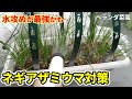 【ベランダ菜園】農薬に頼らない、害虫アザミウマへの対策【ニラ・わけぎ】