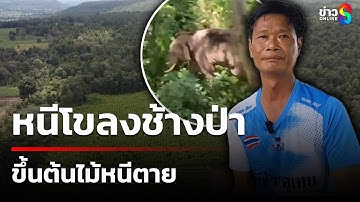 ชาวบ้านหนีโขลงช้างป่า ขึ้นต้นไม้หนีตาย  | 19 ต.ค. 68 | คุยข่าวเช้าช่อง8