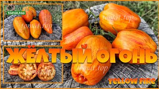 Томат Жёлтый огонь (Yellow Fire). Один из родителей сорта Blush (Стыдливый румянец). Отзыв о сорте