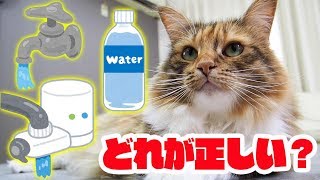 【飼主必見】猫に水道水あげてますか？