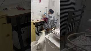 Dog Cant Wait for a Lady to Finish Sewing Its Stuffed Monkey