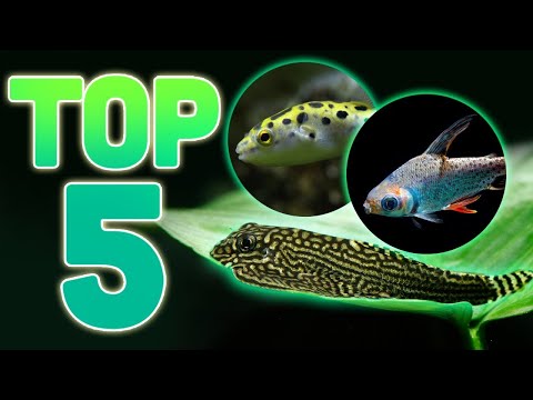 Top 5 Freshwater Oddballs for a 40-Gallon Breeder Aquarium – Aquarium Co-Op