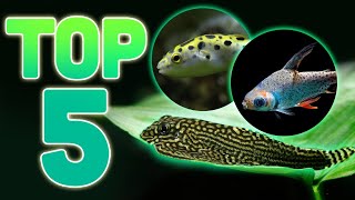 MY TOP 5 ODDBALL FISH FOR YOUR AQUARIUM