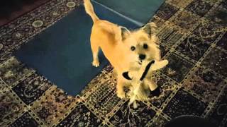 Mambo And Grandmas Fratata