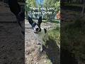 My dog and the Word of God