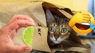 Funniest Animals  New Funny Cats and Dogs Videos 2024  #288