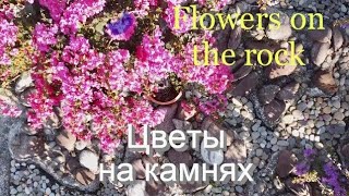 видео: Самая лучшая музыка для хорошего настроения. The best music for a good mood. картинка: Самая лучшая музыка для хорошего настроения. The best music for a good mood.