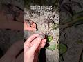 Alien Like Creatures Found In The Jungle!#shorts thumbnail