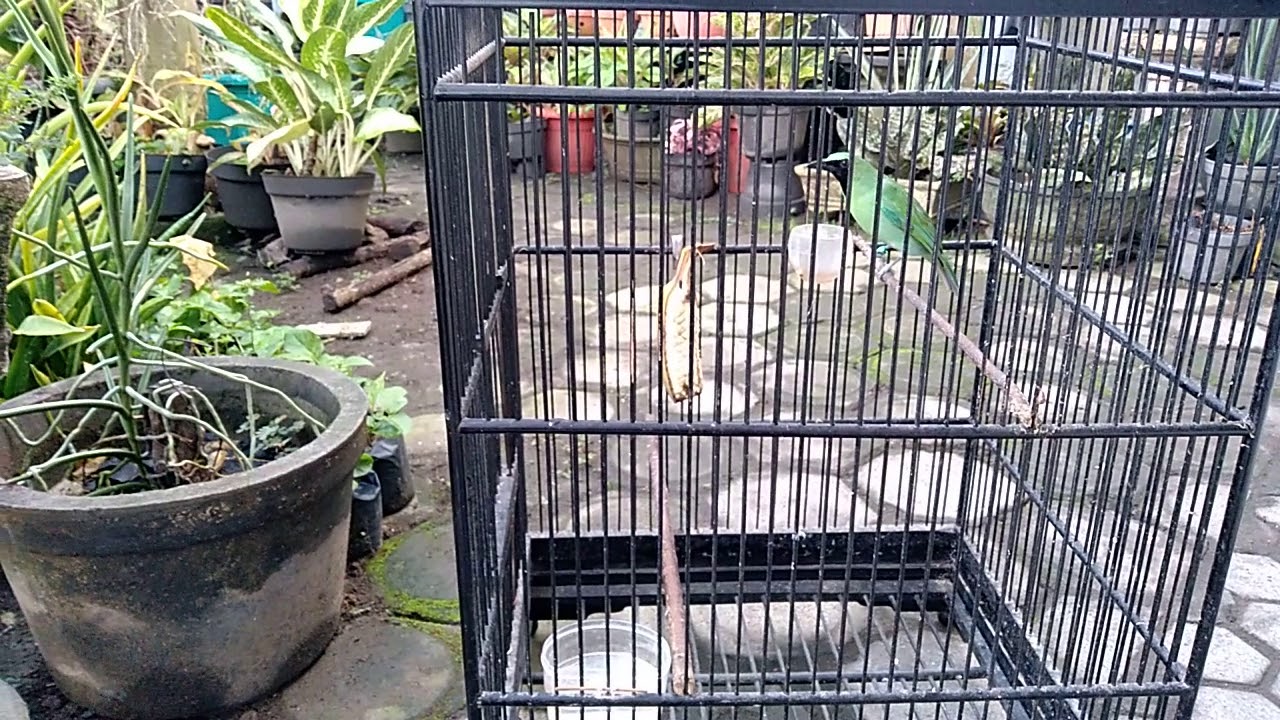 BURUNG CUCAK IJO KURANG EMOSI 