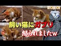 猫に100均のペットの服を着てもらったのですが、ご機嫌ナナメにｗｗｗ