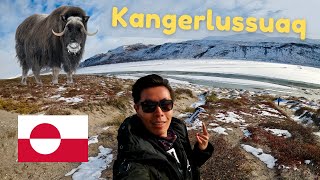 KANGERLUSSUAQ | Wild Musk Ox Fight &amp; Hiking Greenland Ice Cap (GREENLAND TRAVEL VLOG Ep 1)