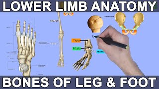 Bones of the Lower Limb – Anatomy & Physiology