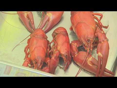 大アカザエビ　ウチダザリガニ 標本3体　ドイツ箱入り 大アカザエビウチダザリガニ 標本3体ドイツ箱入り