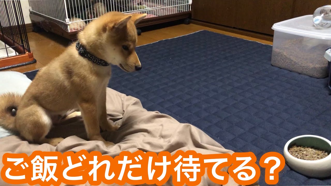 【柴犬子犬】ご飯どれだけまてるかな？ご飯のあとは遊びまくり YouTube