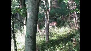 How To Call In a 6 Point Buck