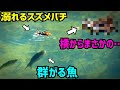 【衝撃】魚に襲われるスズメバチを見てたら横からまさかの…？！