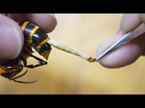 Видео: Умрет ли пчела, если ужалит вас?