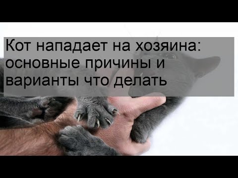 Кот нападает на хозяина: основные причины и варианты что делать