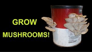 Growing Mushrooms In A Coffee Can!