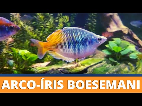 ARCO-ÍRIS BOESEMANI ou MELANOTAENIA BOESEMANI - COMO CRIAR? (EPISÓDIO 14)