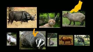 Giraffe Cone Puppet Animals Musical