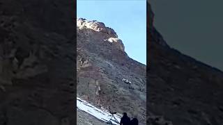 Dog FAFO with #snowleopard in #ladakh #india #dogattack #snowleopards #bigcatsindia #cats