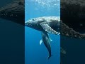 whale with baby