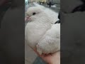 любовь и голуби